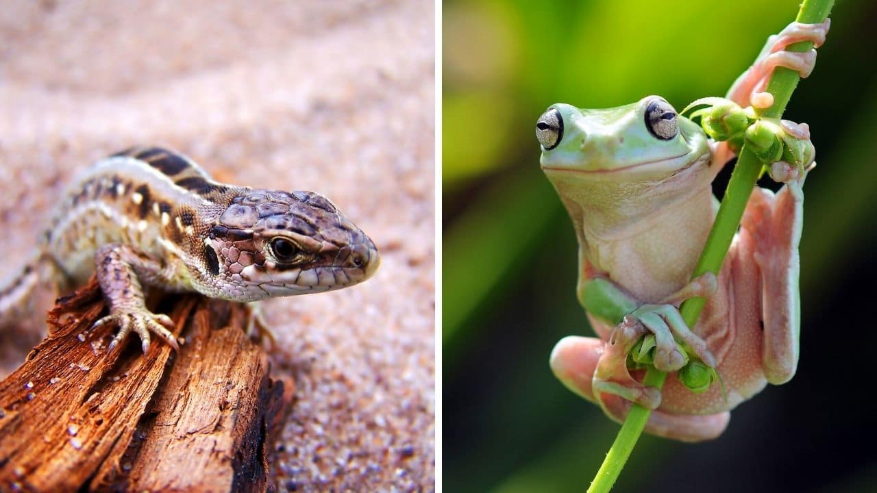 Lizards and Frogs