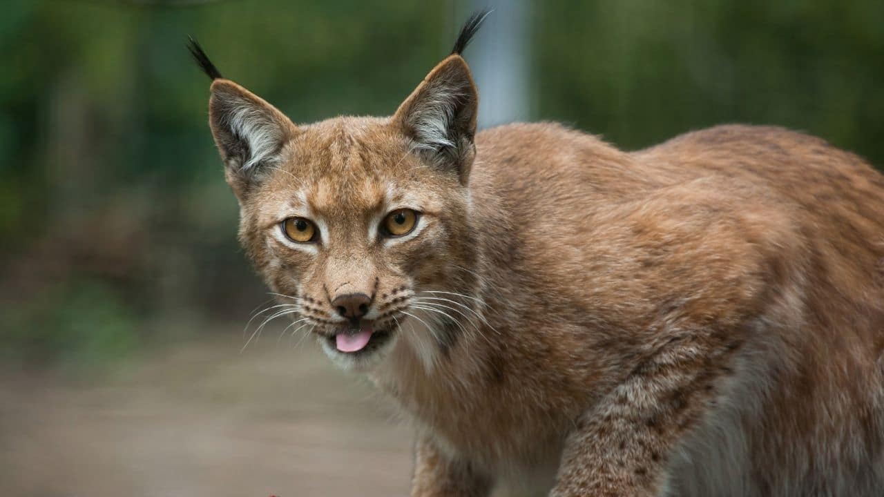 Lynxes