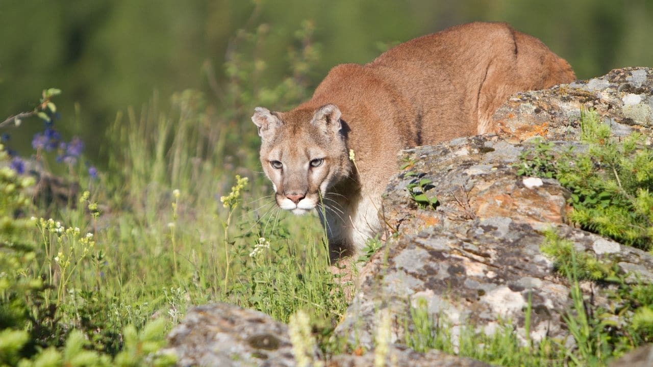 Mountain Lions