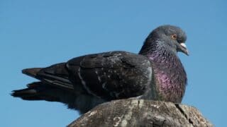 Reasons for Pigeons Sitting
