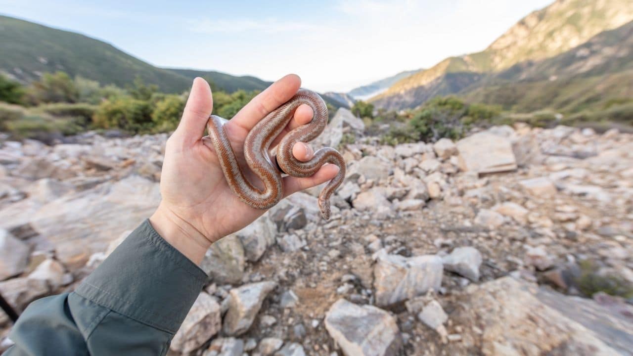 Rosy Boa