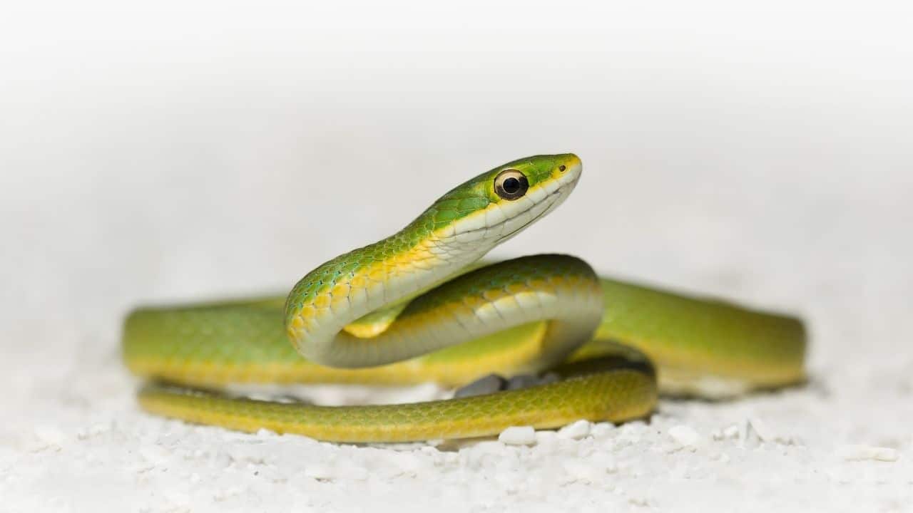 Rough Green Snakes