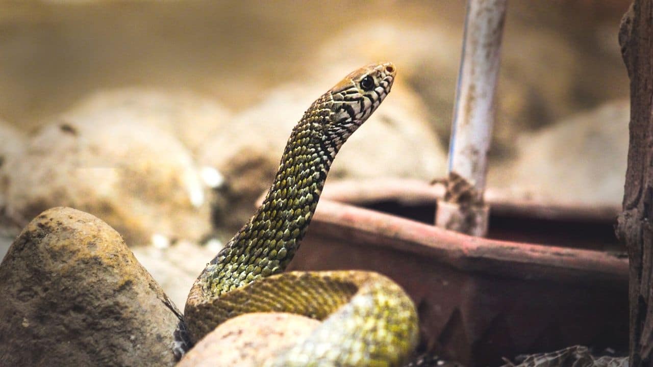 Viper Snakes