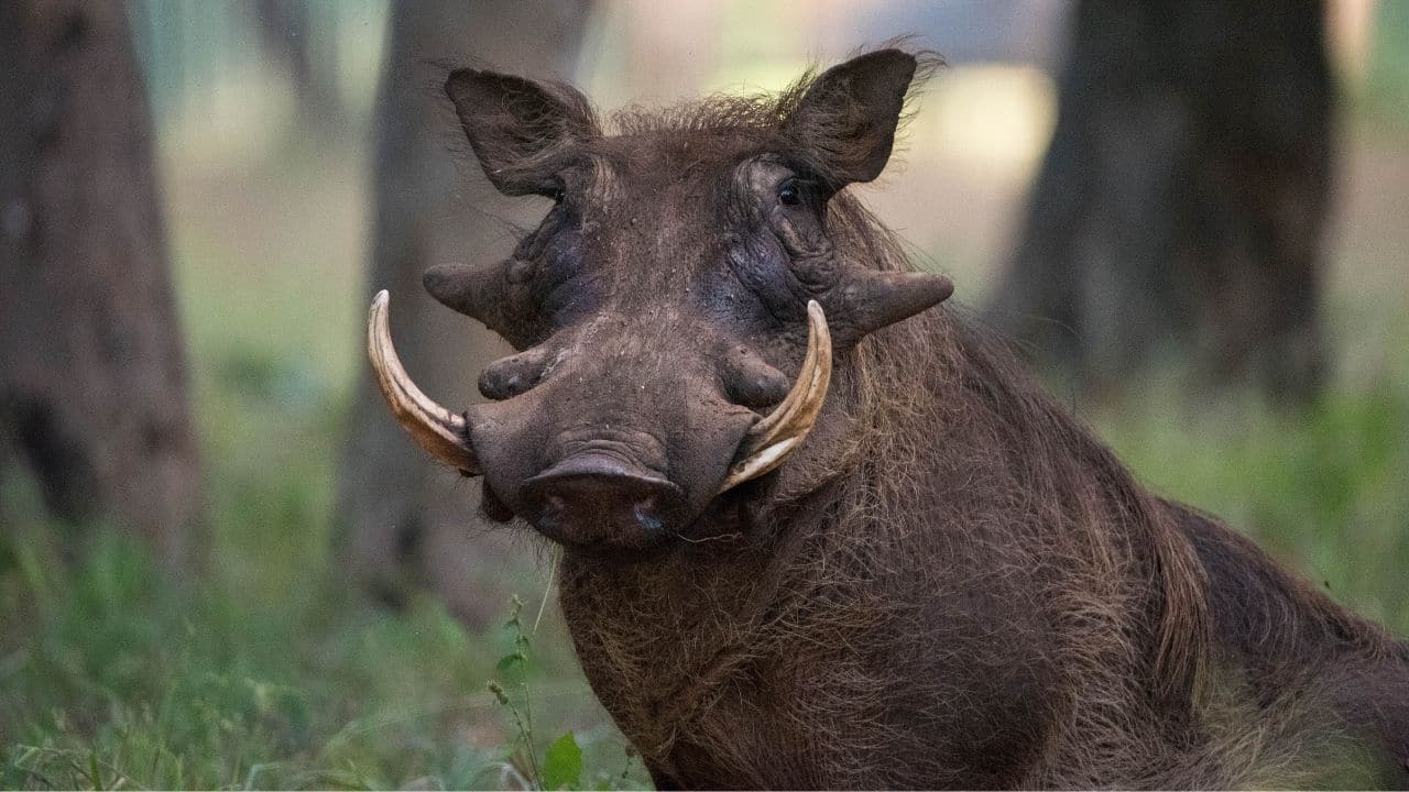 Warthog