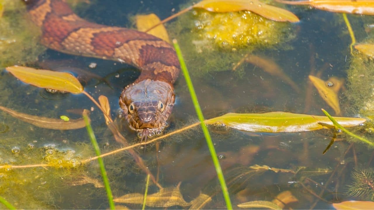 Water Snakes