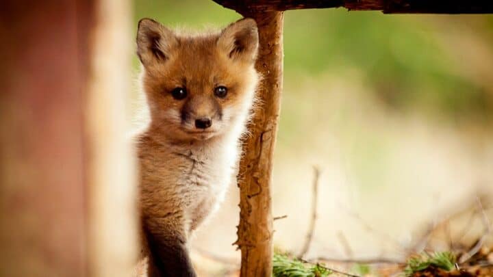 What Animals Eat Foxes? 13 Animals You Should Meet