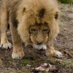 What Animals Lions Eat