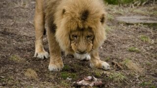 What Animals Lions Eat