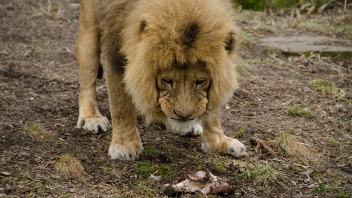 What Animals Lions Eat? 6 Delicious Lion Treats