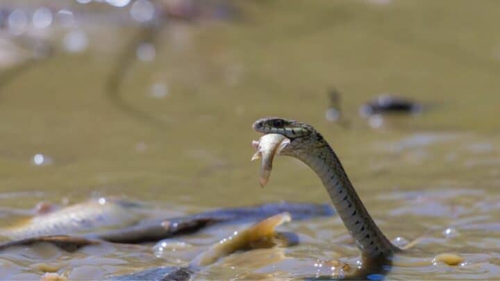 What Garter Snakes Eat – Delicious!