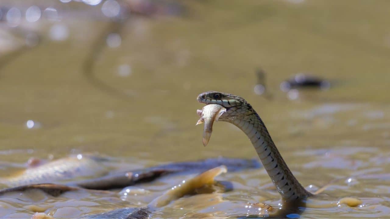 what do garter snakes eat in the wild