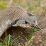 What Do Hognose Snakes Eat