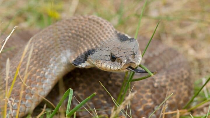 What Hognose Snakes Eat – So Delicious!