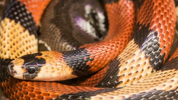 What Milk Snakes Eat – 7 Delicious Meals They Love