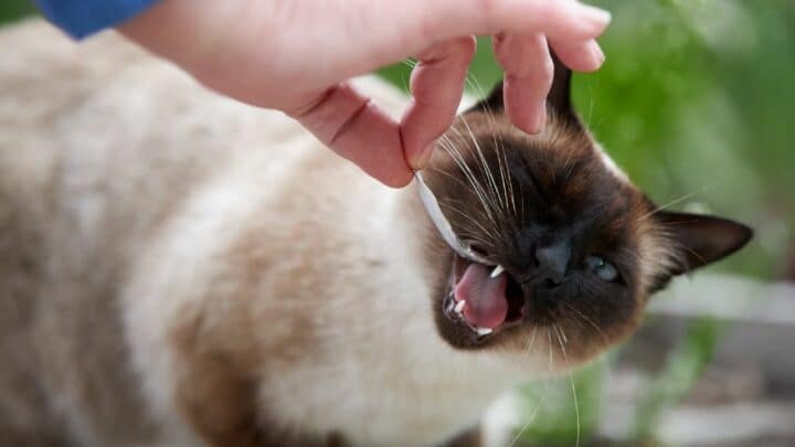 What Siamese Cats Eat – All you Need to Know!