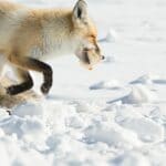What Foxes Eat in the Winter