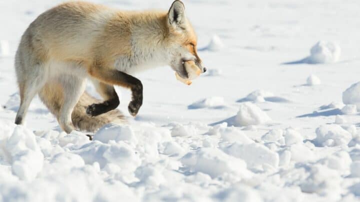 What Foxes Eat in the Winter — A Shocking Variety!