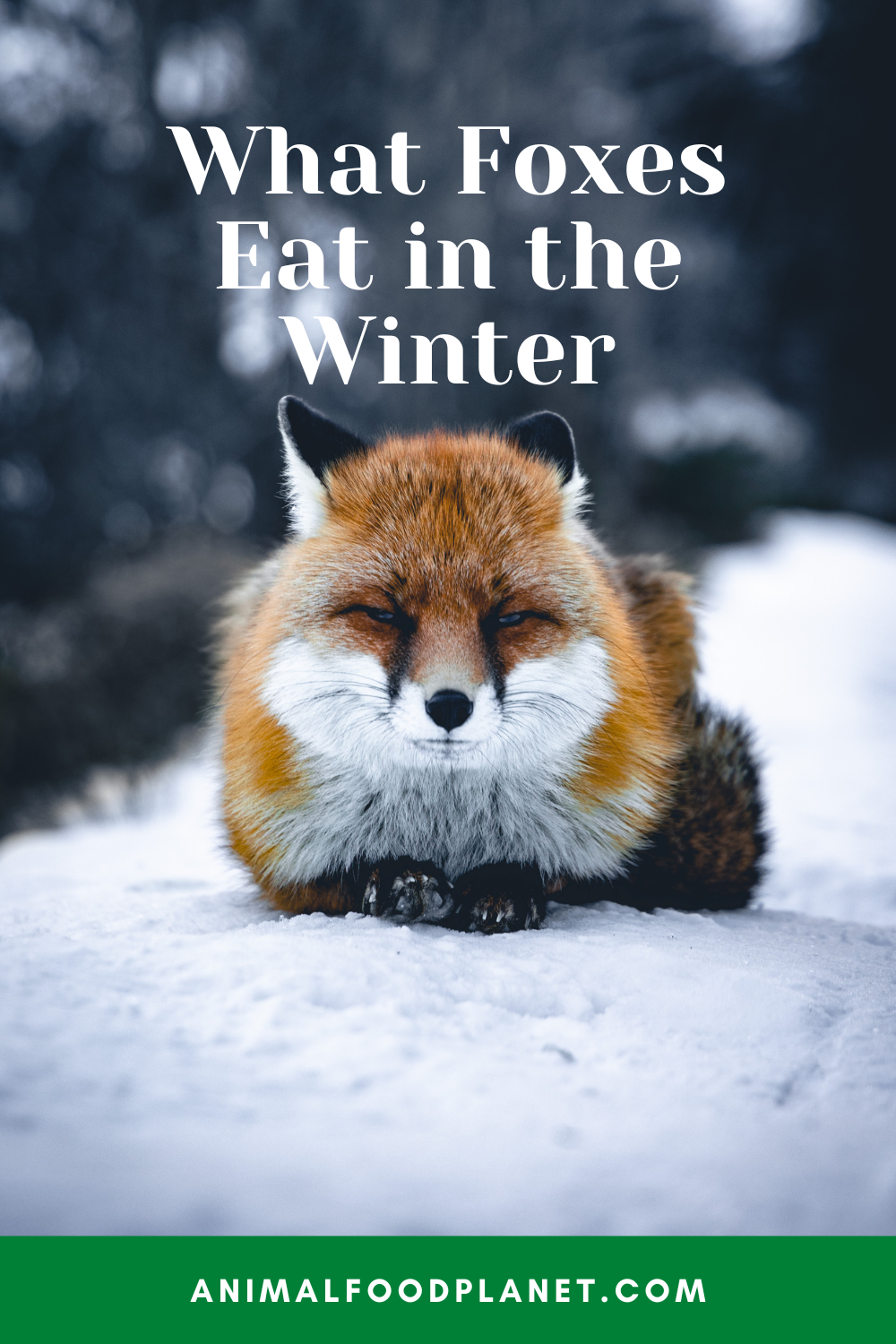 What Foxes Eat in the Winter?