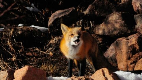 What Foxes Sound Like – Aha, Interesting!