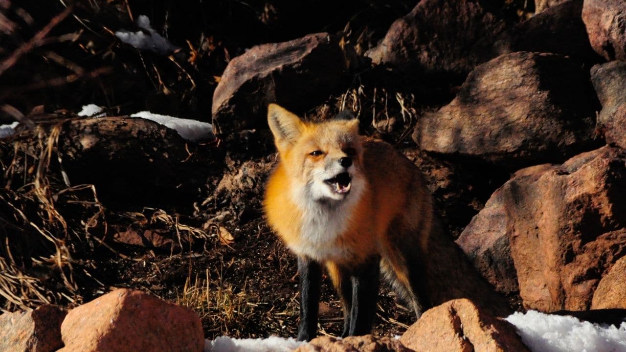 red fox sounds like woman screaming red fox sounds like woman screaming