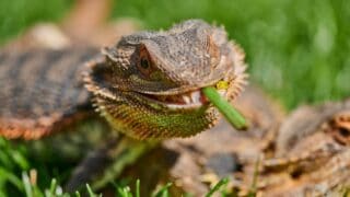What Fruits a Bearded Dragon Can Eat