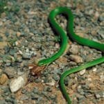 What Green Snakes Eat