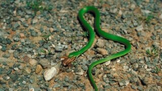 What Green Snakes Eat