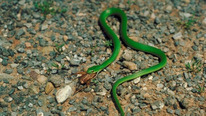 What Green Snakes Eat — Yummy Options!