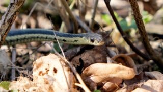 What Ribbon Snakes Eat