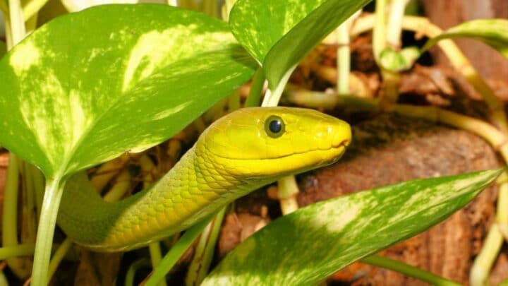 What Salt Does to Snakes — Whoah! I Never Knew That!