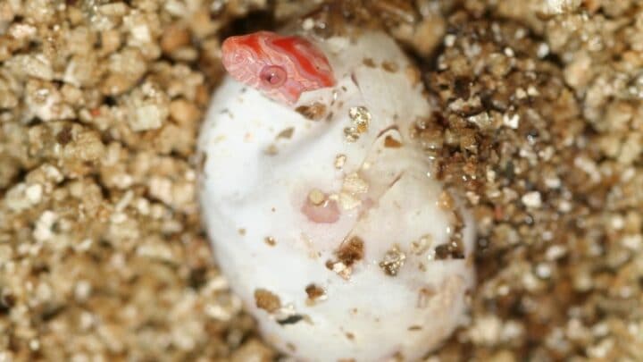 What Snakes Lay Eggs — Amazing!