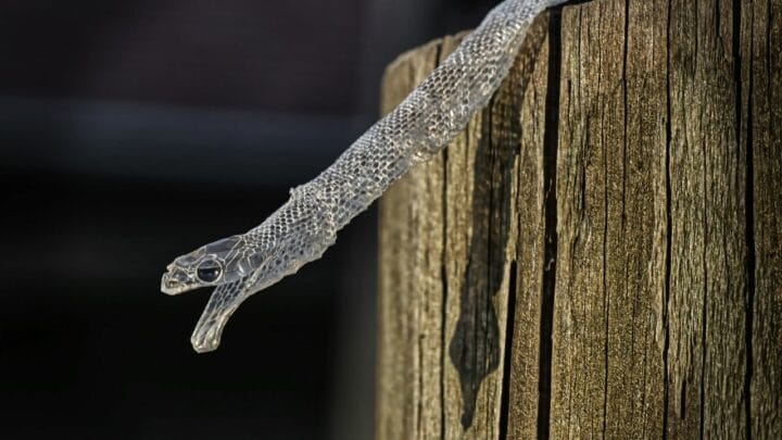 What Time of Year Snakes Shed their Skin – Oh!