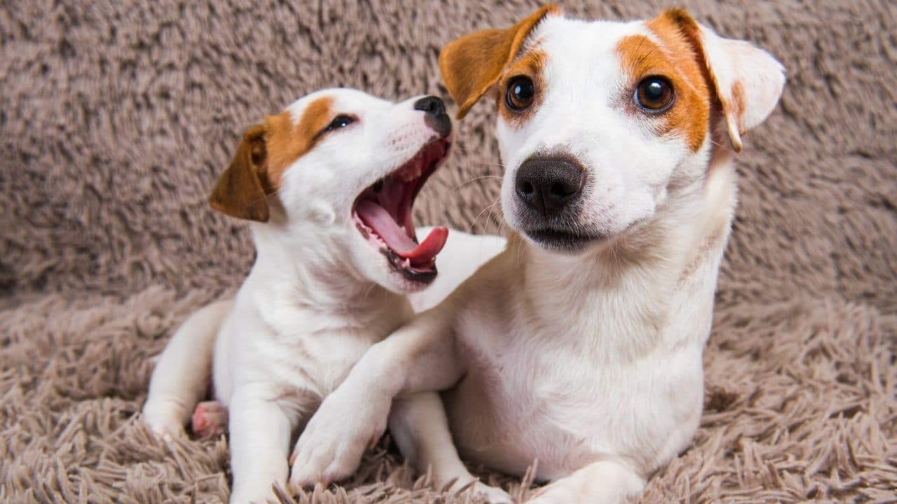 When a Puppy Can Leave its Mom I Know It!