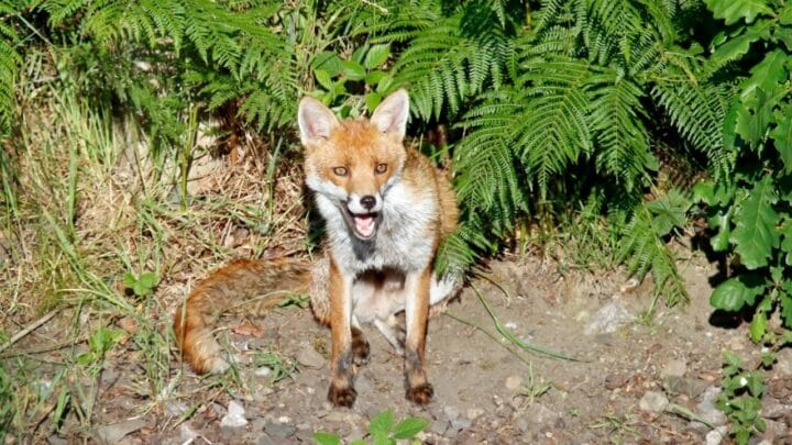Why Do Foxes Scream? Wow! It’s Because…
