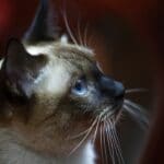 Why do Siamese Cats Talk So Much
