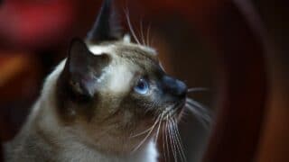 Why do Siamese Cats Talk So Much