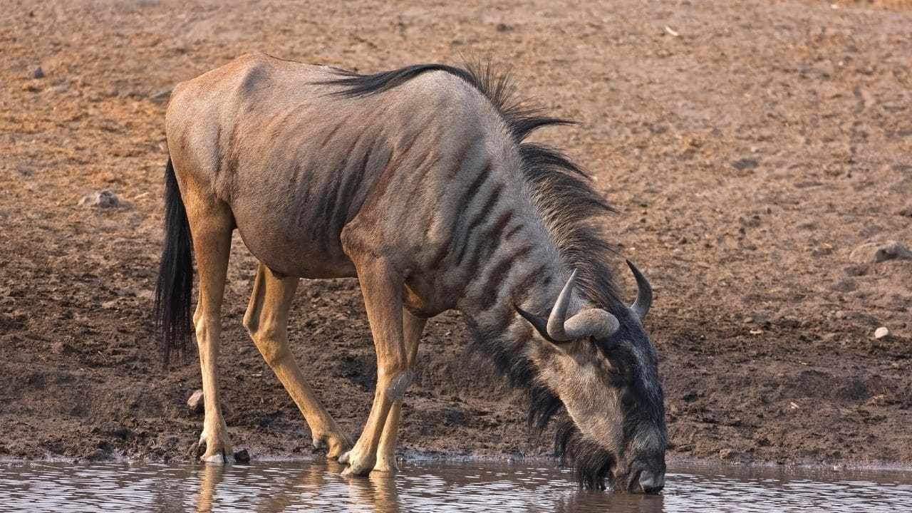 Wildebeest