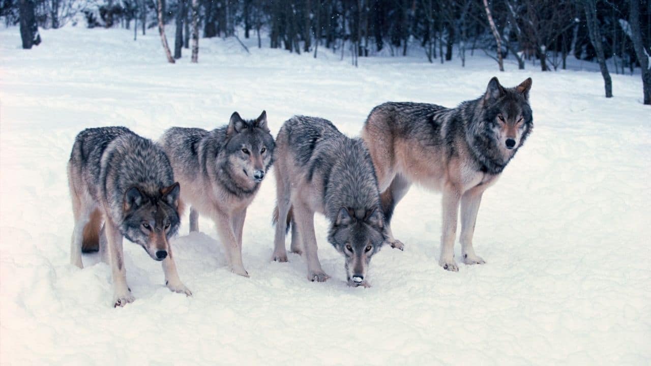 Wolves