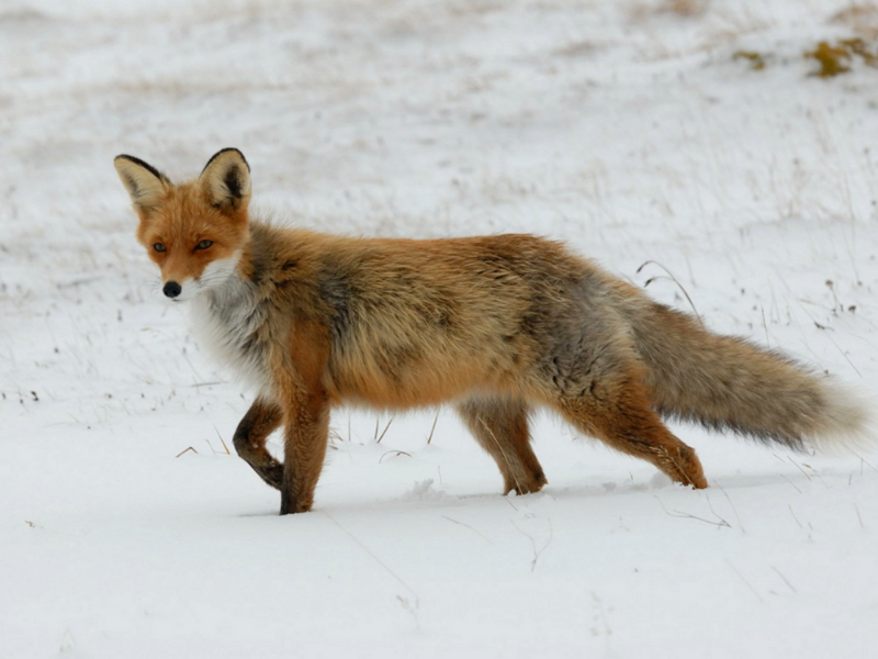 Foxes are growing thicker fur on both their bodies and their tails
