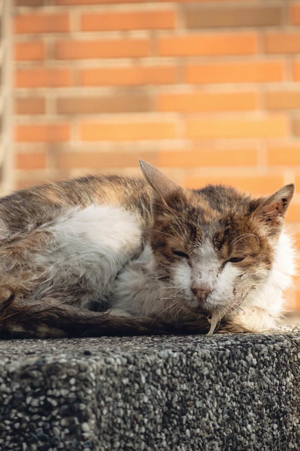 A cat who's excessively drooling accompanied by excessive twitching, is a medical emergency