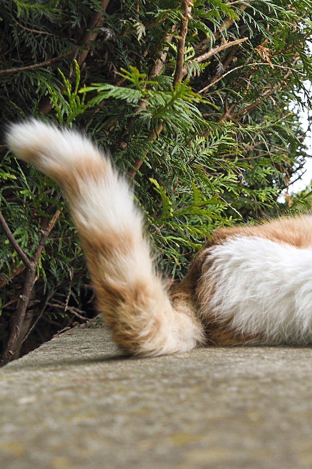 A stiff or erratic tail wagging in cats signifies that they're in pain