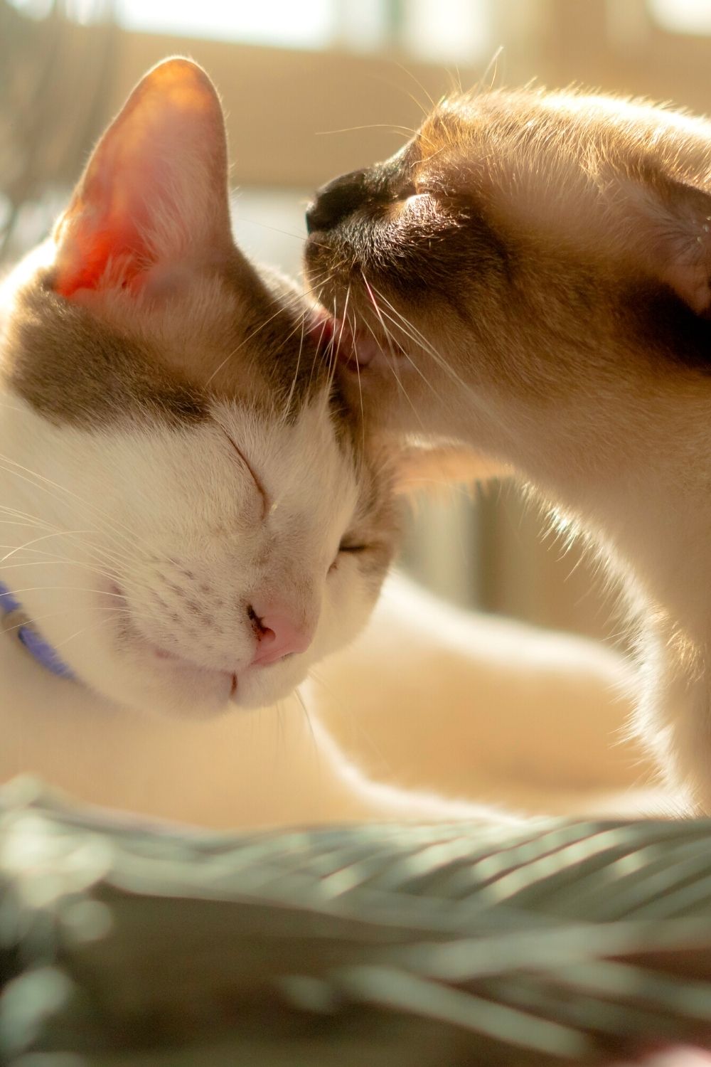 Another reason cats lick each other is because it is their way of showing affection and a means of bonding