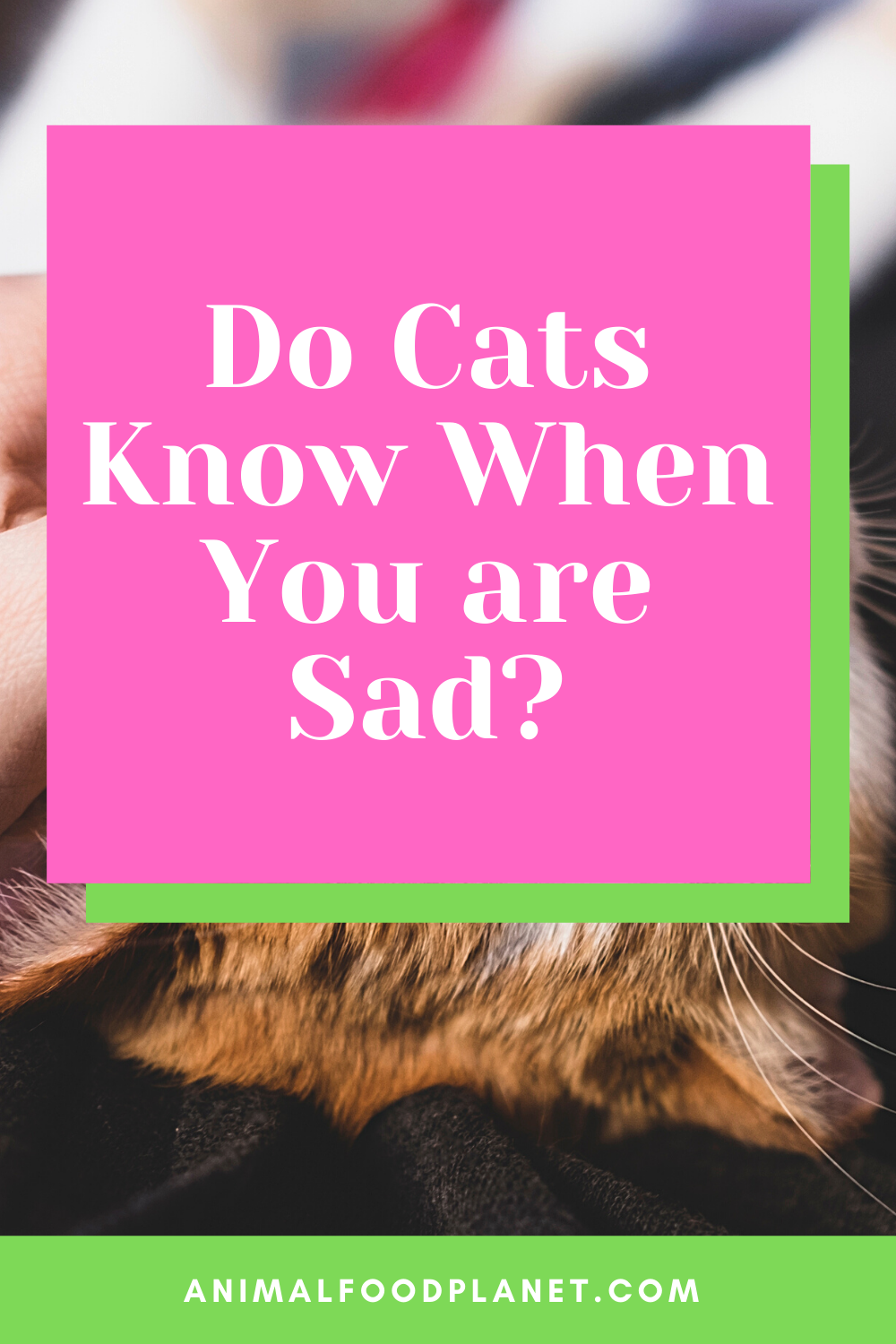 Do Cats Know When You are Sad