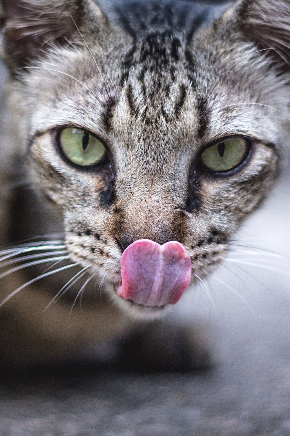 Cats Lick Their Nose