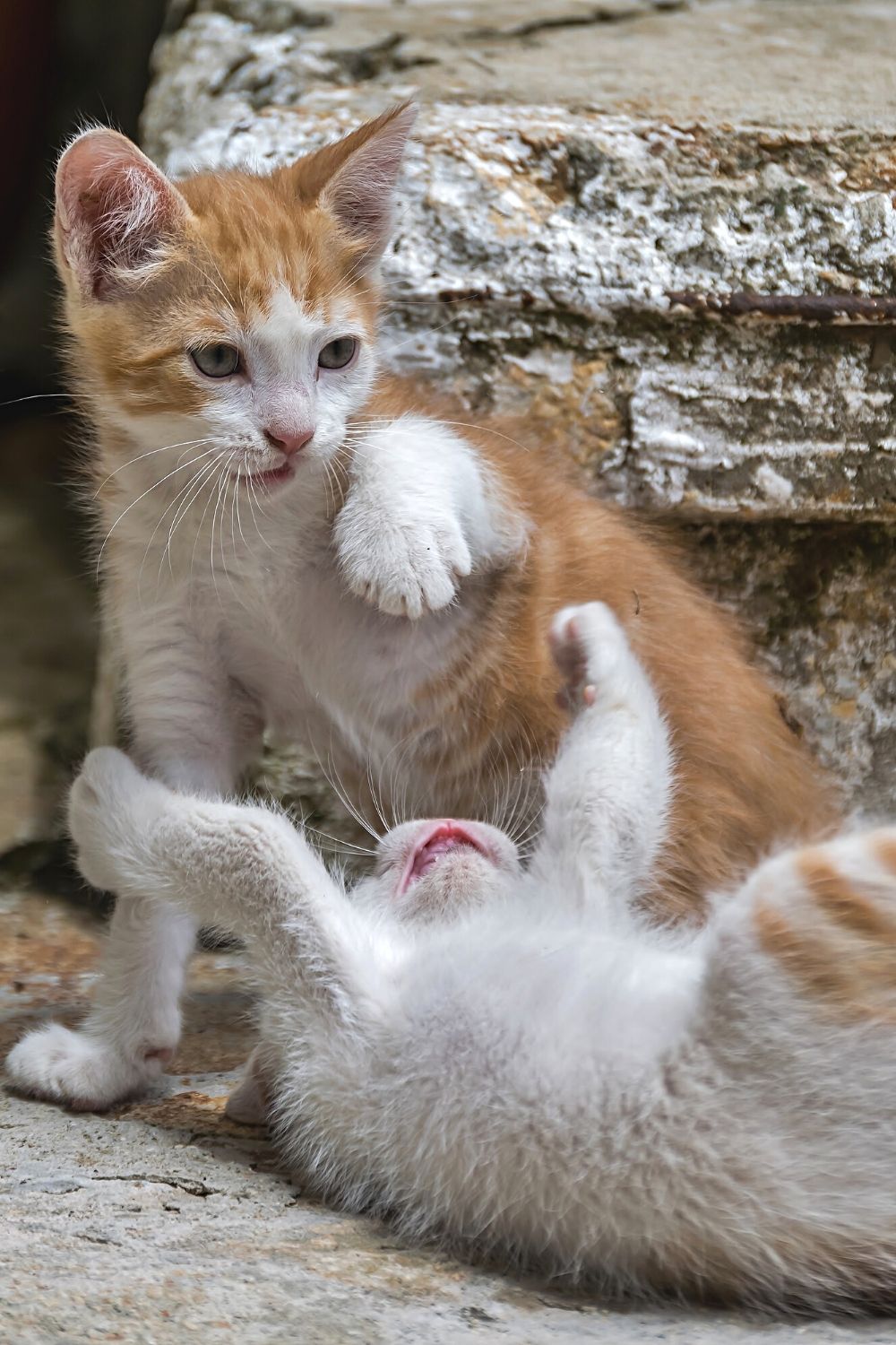 Cats can also roll in the dirt as a result of playing with other cats