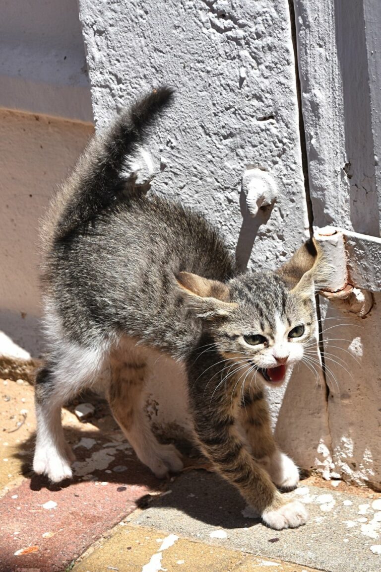 why-do-cats-wag-their-tails-while-lying-down-6-reasons