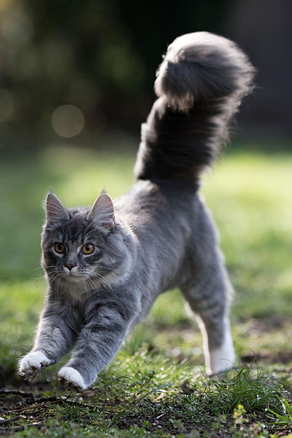 Cats coil and stretch whenever they run, allowing them to run as fast as 30 miles per hour
