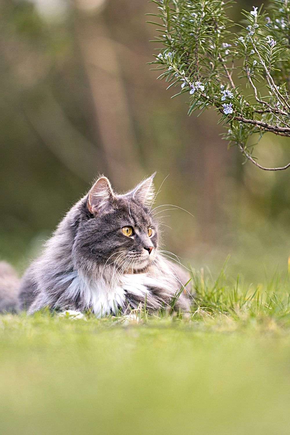 Cats dislike the taste and smell of rosemary and avoid it at all costs