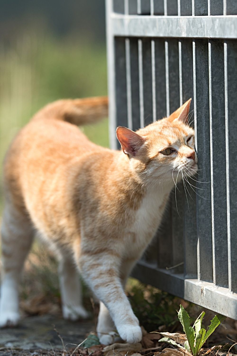 Cats leave their scents in their environment , which includes headbutting, for its comfort