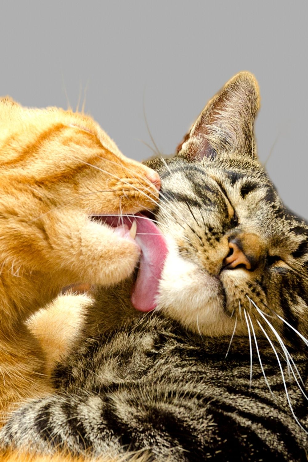 Cats licking each other is another form of aggression
